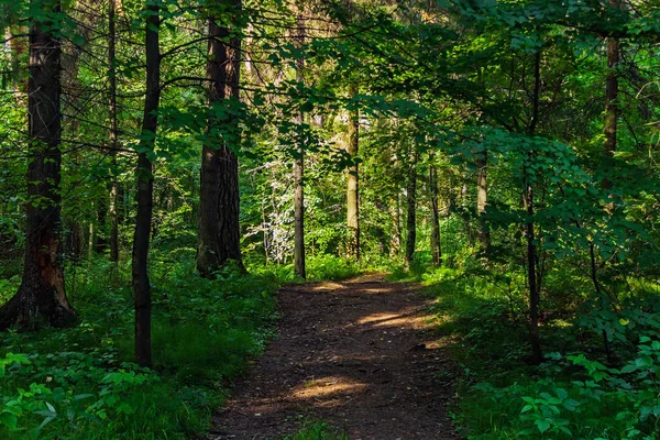 Onverharde weg in het bos op een zomerdag — Stockfoto