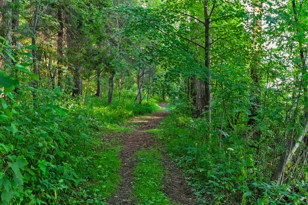 Grusväg i skogen på en sommardag — Stockfoto