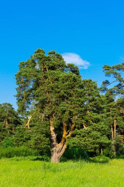 old crooked scots pine in a forest area clipart