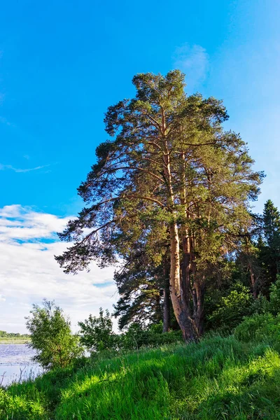 Alte krumme schottische Kiefer in einem Waldgebiet — Stockfoto