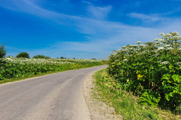 blooming heracleum sosnowskyi growing along the road