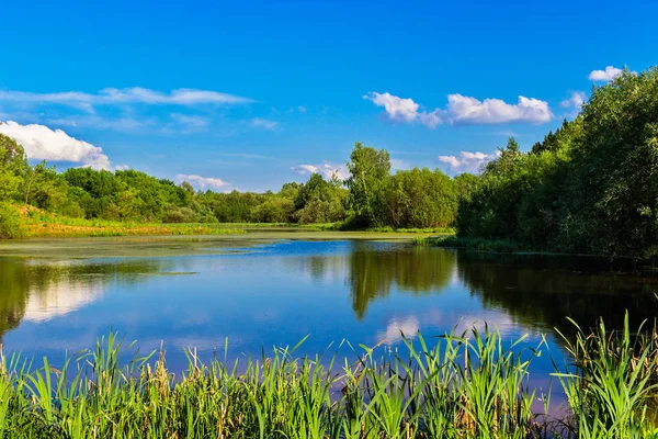 Landscape of the swamp lake in summer day — Stock Photo, Image