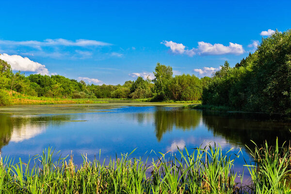 landscape of the swamp lake in summer day