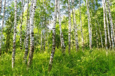 green birch forest on a sunny summer day clipart