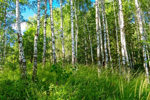 Grüne Birkenwälder an einem sonnigen Sommertag — Stockfoto