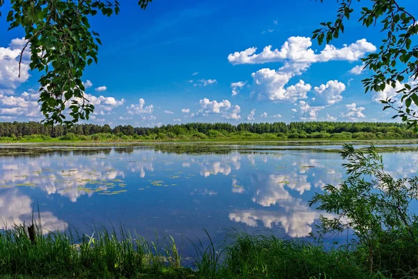 Paisagem do lago de pântano no dia de verão — Fotografia de Stock