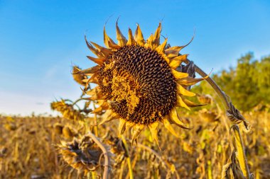 Sonbahar alanında kuru bükülmüş ayçiçeği