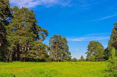 bir yaz gününde bir orman alanında İskoçlar Pines