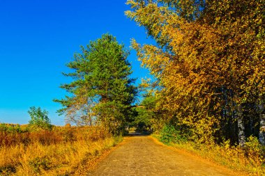 toprak yol güneşli bir sonbahar ormandaki