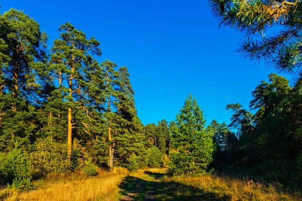 Camino de tierra en el bosque de otoño en un día soleado —  Fotos de Stock