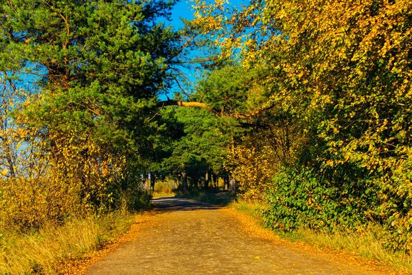 Polnej drodze w lesie jesienią w słoneczny dzień — Zdjęcie stockowe