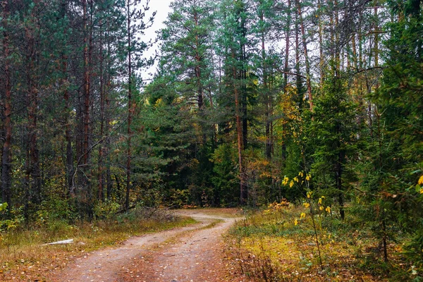 Bulutlu bir günde sonbahar ormanında kir yol