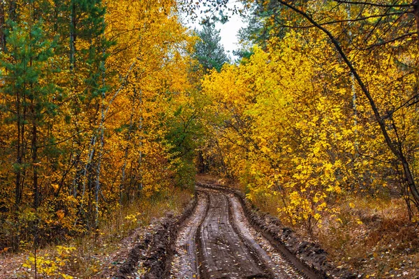 Chemin de terre dans la forêt d'automne un jour de pluie — Photo