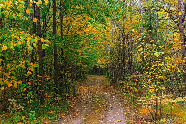 Camino de tierra en el bosque en un día de otoño — Foto de Stock