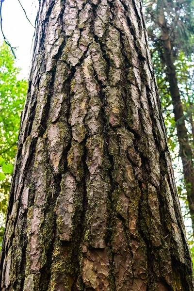 Gros plan de l'écorce rugueuse d'un tronc de pin — Photo