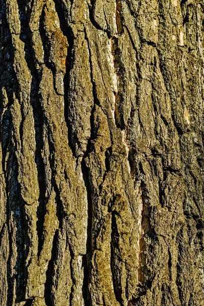オークの幹の荒い樹皮のクローズアップ — ストック写真