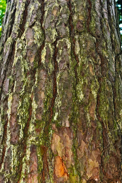 松幹の荒い樹皮のクローズアップ — ストック写真
