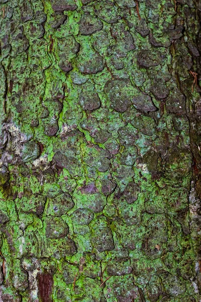 緑の地衣とスプルース樹皮のクローズアップ — ストック写真