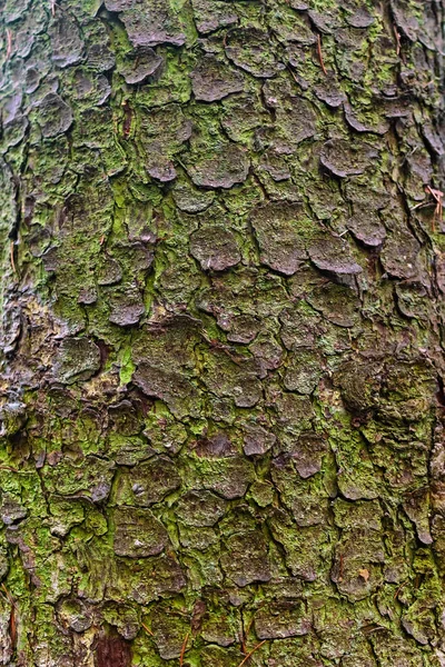 Close-up of spruce bark with green lichen — Stock Photo, Image