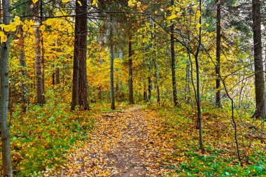 bir sonbahar gününde ormanda toprak yol