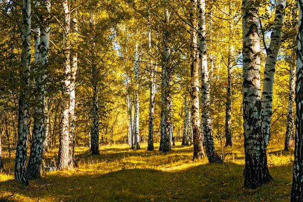 Berken met geel blad op een zonnige herfst dag — Stockfoto