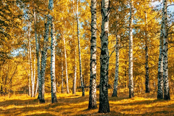 Březů se žlutými listy za slunečného podzimní den — Stock fotografie