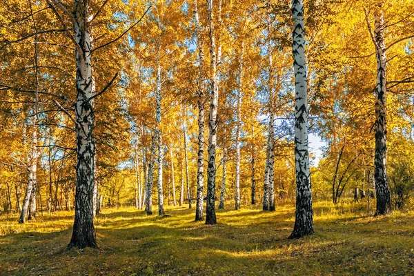 Берези з жовтим листям в сонячний осінній день — стокове фото