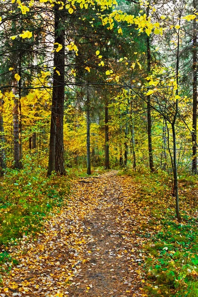 Camino de tierra en el bosque en un día de otoño — Foto de Stock