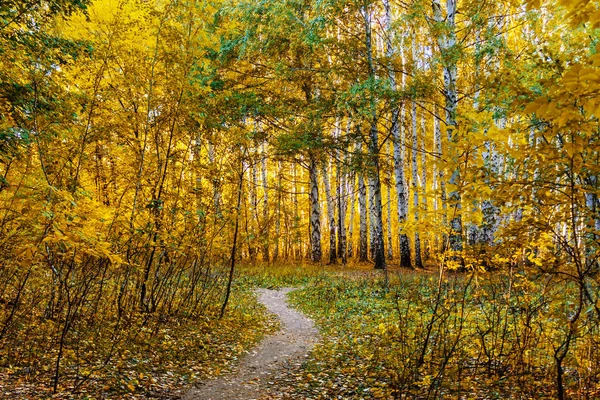 Camino de tierra en el bosque en un día de otoño — Foto de Stock