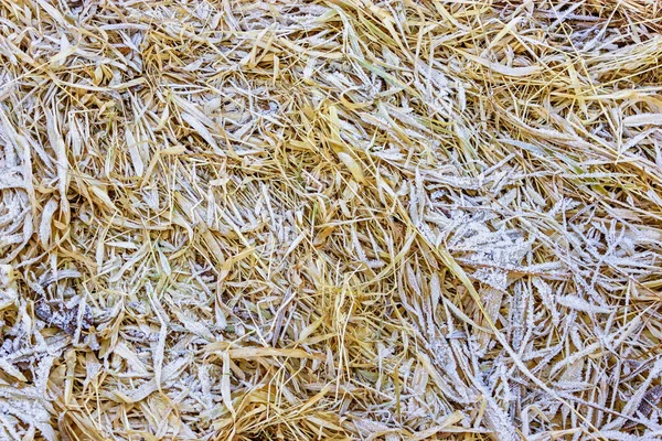 Textura de geada natural em uma grama seca — Fotografia de Stock