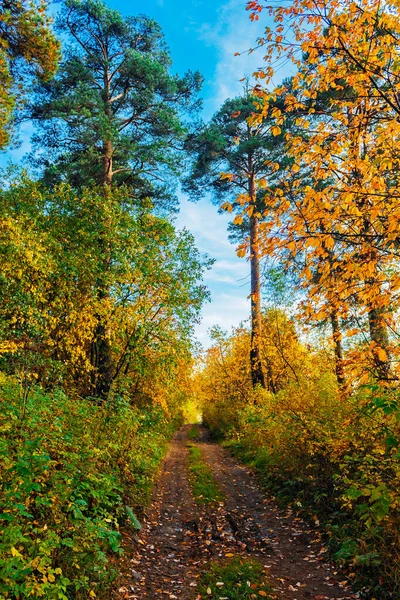 Grusväg i skogen på en höst dag — Stockfoto