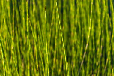 Eşkenar düzlemli geniş bir araziye yakın plan.