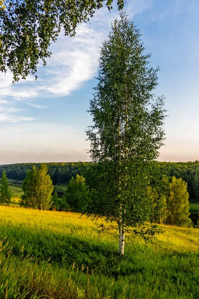 Birch in the countryside on a summer evening at sunset — Stock Photo, Image