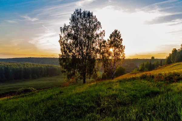 Birken auf dem Land an einem Sommerabend bei Sonnenuntergang — Stockfoto