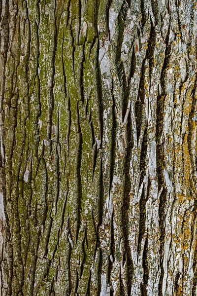 Gros plan de l'écorce rugueuse d'un tronc d'arbre — Photo