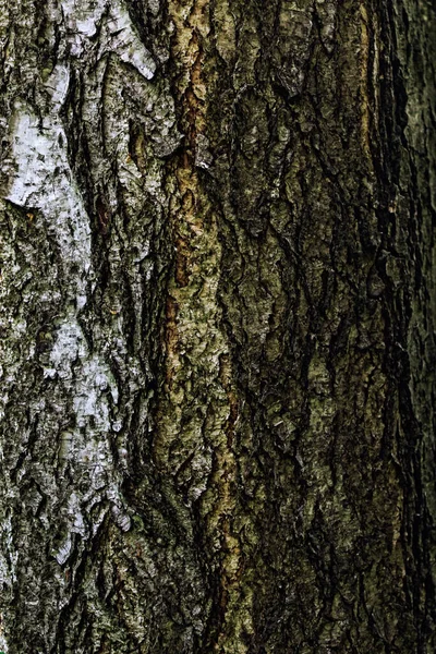 Gros plan de l'écorce rugueuse d'un tronc d'arbre — Photo