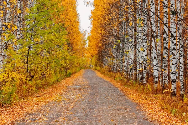 Стежка в жовтому осінньому лісі — стокове фото