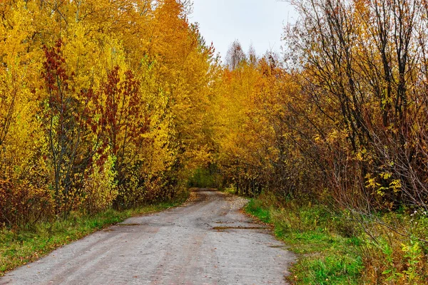 Sarı sonbahar ormanında kırsal yol