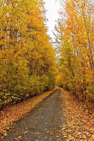 Lantlig stig i den gula höstskogen — Stockfoto