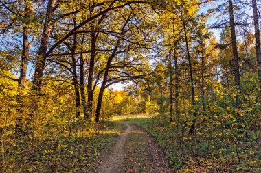 Kırsal alanda sarı sonbahar ormanlarında bir patika var.