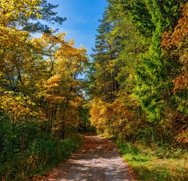 Kırsal alanda sonbahar ormanlarında bir patika var.