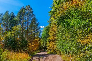 Kırsal alanda sonbahar ormanlarında bir patika var.
