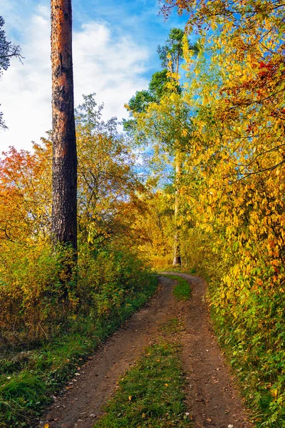 Landsbygdslandskap med en stig i den gula höstskogen — Stockfoto