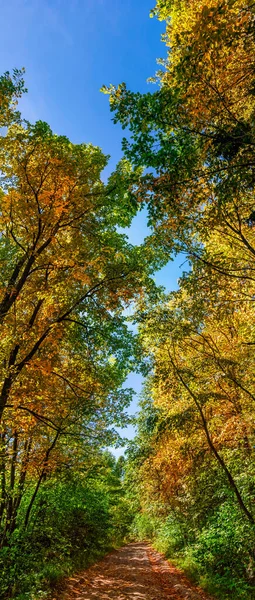 Landsbygdslandskap med stig i höstskogen — Stockfoto