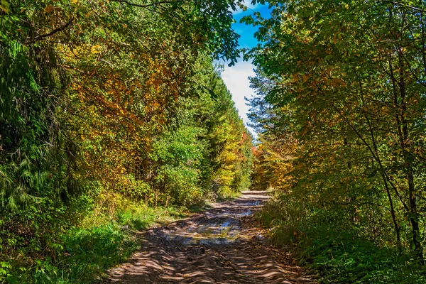 秋天森林里有小路的乡村风景 — 图库照片