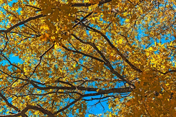 Yellow autumn leaves on an oak tree against the blue sky — Stock Photo, Image