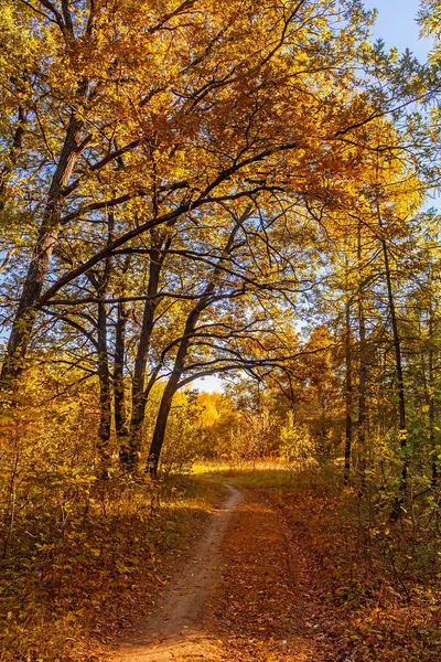 Landsbygdslandskap med en stig i den gula höstskogen — Stockfoto