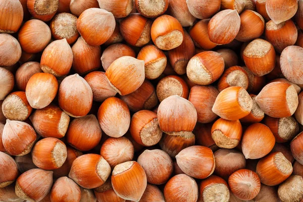 Dried unshelled hazelnuts seeds of Whole nuts as background. Macro Organic Hazelnut.