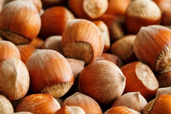 Dried unshelled hazelnuts seeds of Whole nuts as background. Macro Organic Hazelnut.