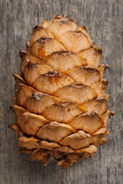 Cedar cone close-up. Pine cone peel texture with drops of resin on a gray wooden background